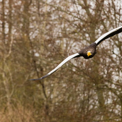 Eagleworld