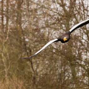 Eagleworld